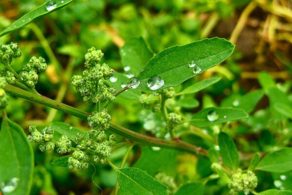 Macro photography of leaves with morning dew