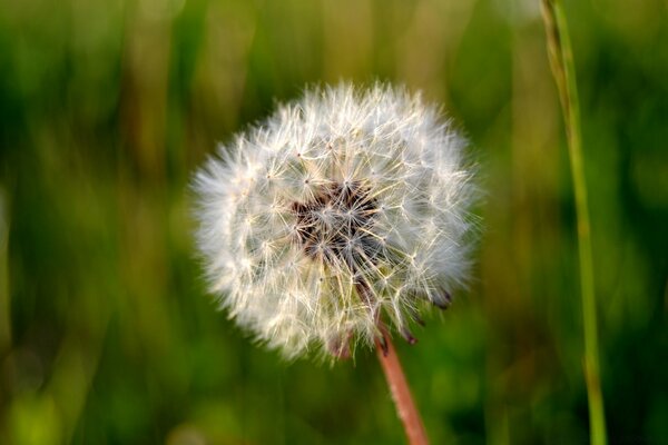 Macro d un pissenlit en été