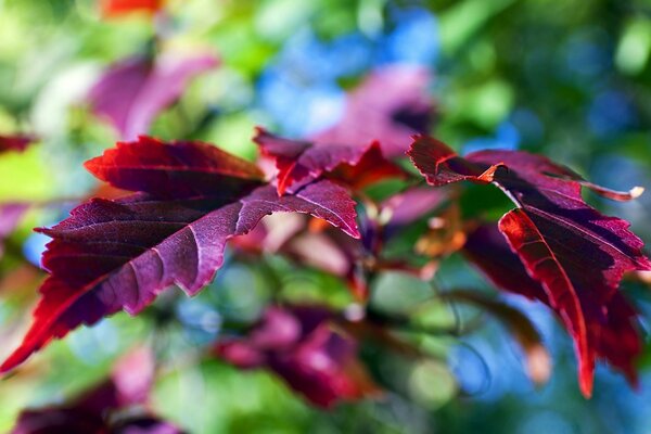 Rote Blätter auf verschwommenem Hintergrund