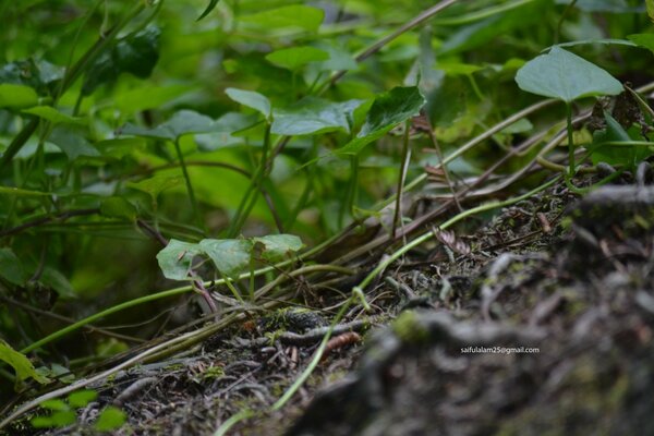 Monde dans la forêt closeup