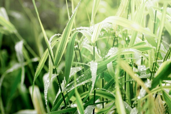 Tautropfen auf Gras hautnah