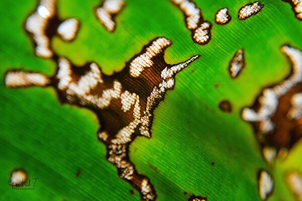 Blatt in Nahaufnahme fotografiert