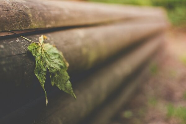 A dry leaf hanging on a log