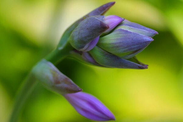 Summer flower in macro photography