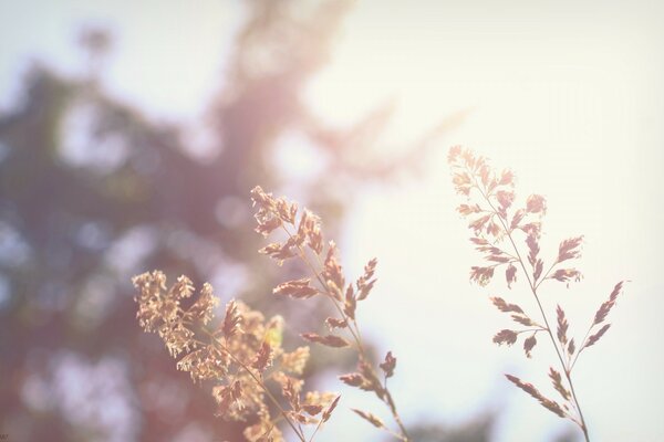 Macrophotographie. Nature. Arbre et fleur