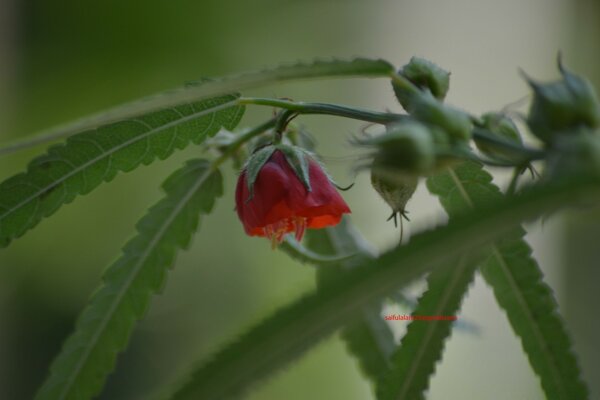 Scarlet flower in macro photography with grass