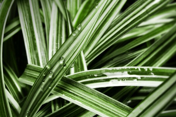 Water on leaves in a green garden