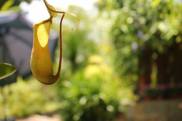 Schöner Sommergarten mit Sonne