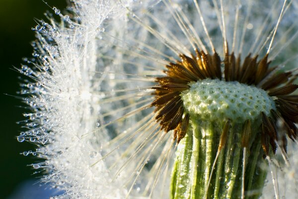 Pissenlit pris en mode macro