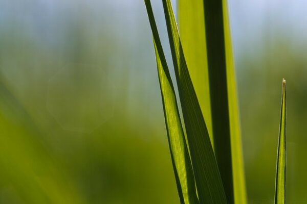 Macro photography flora. Leaf in nature