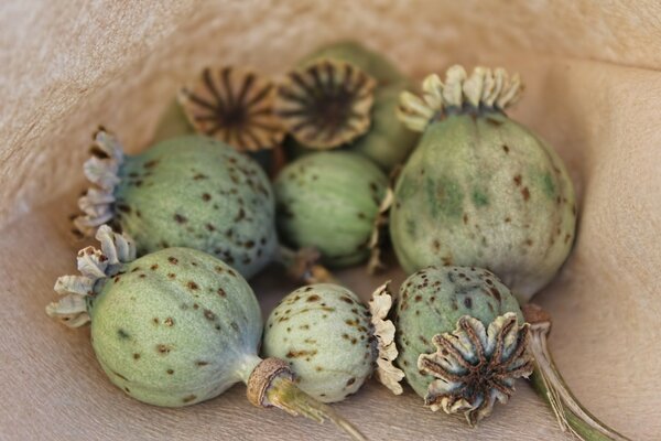 Un fruit délicieux qui peut être mangé