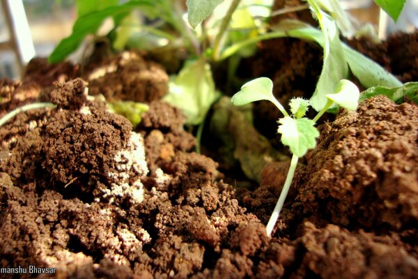 The greenery that sprouts through the ground