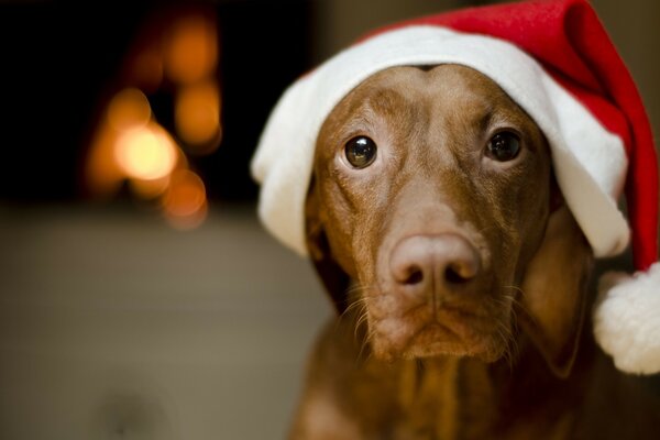 Chien mignon dans un chapeau de Noël