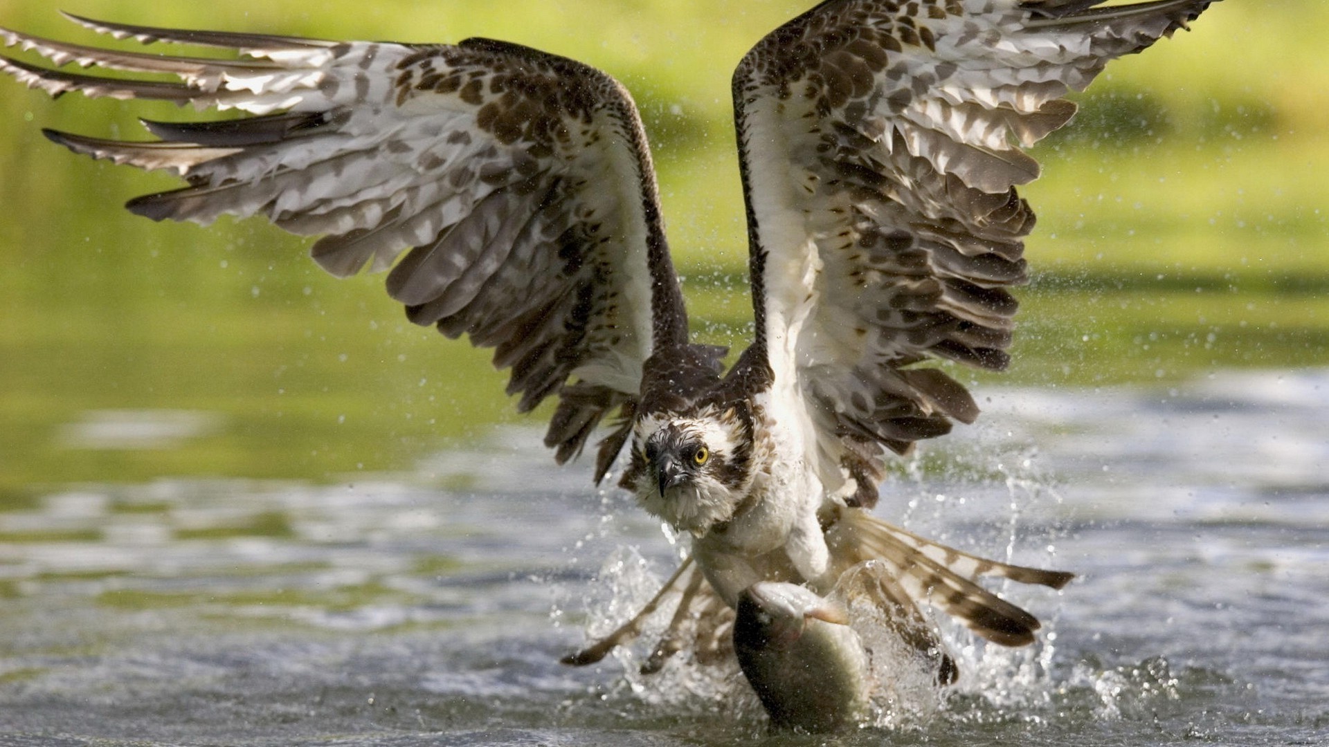 tiere vogel raptor tierwelt tier feder natur schnabel flügel beute adler wild raubtier flugzeug fliegen flug hock jäger im freien kopf