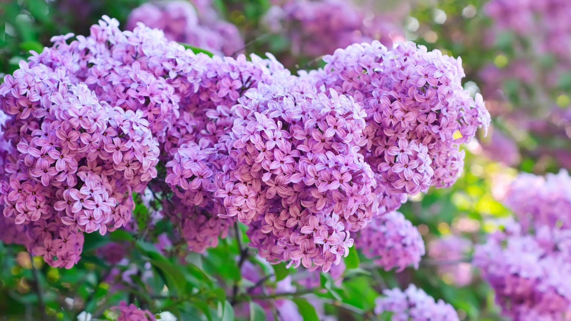 цветок флора природа сад кустарник блюминг лето лист лаванда цветочные рост цвет сезон лепесток яркий филиал дерево ботанический на открытом воздухе