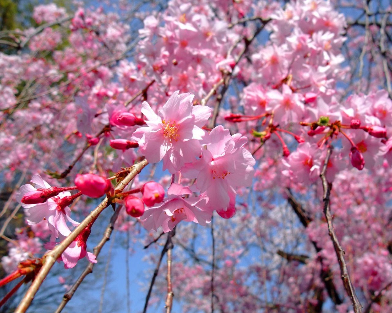 вишня цветок филиал дерево флора природа сезон блюминг сад рост лепесток лист весна дружище на открытом воздухе парк цвет яркий цветочные