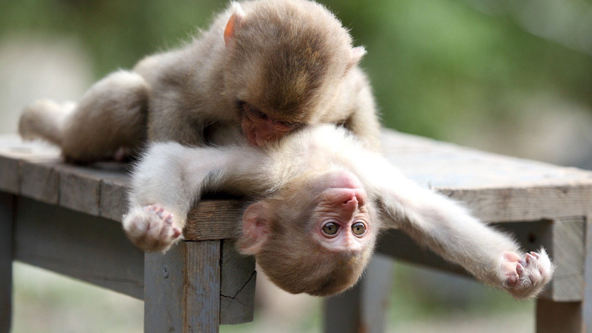 primates mammifère singe animal mignon primat enfant peu la nature la faune se tortiller fourrure jeune portrait zoo drôle famille bois sauvage macaques aperçu