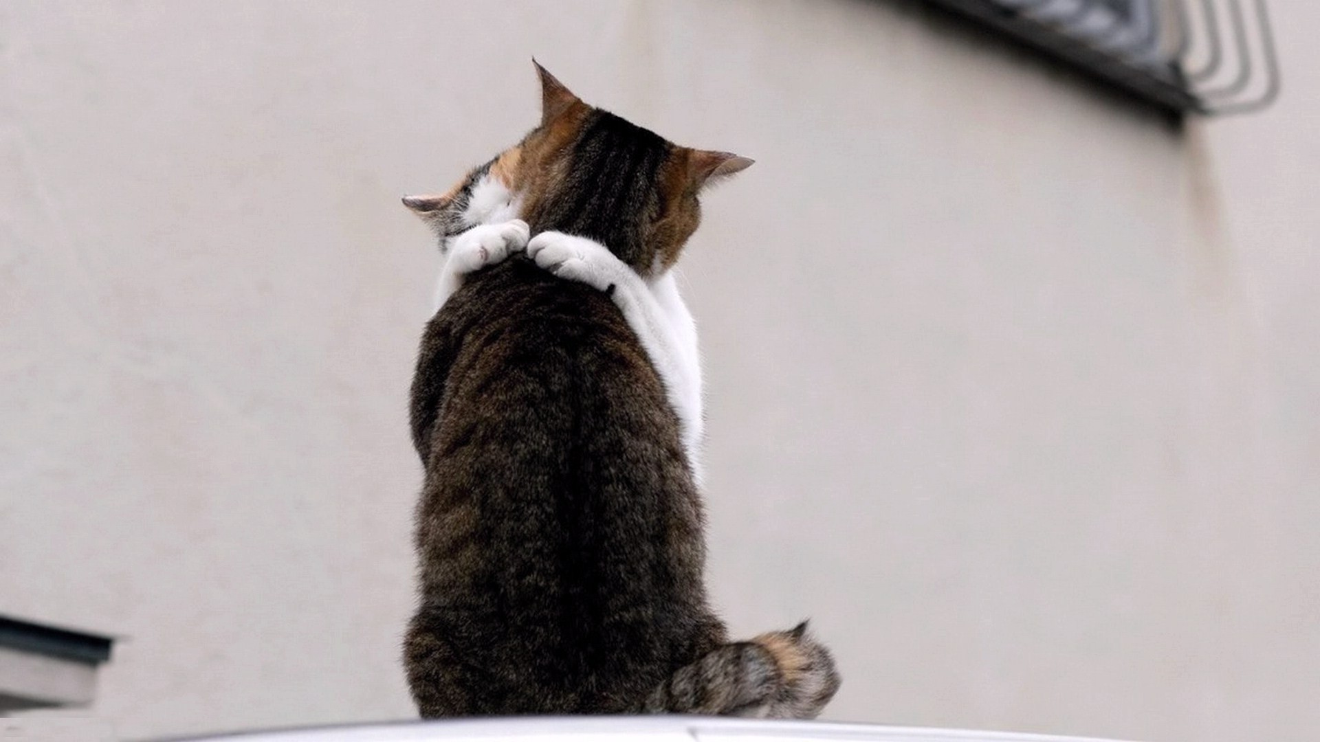 кошка млекопитающее милые животное котенок пэт один отечественные мех