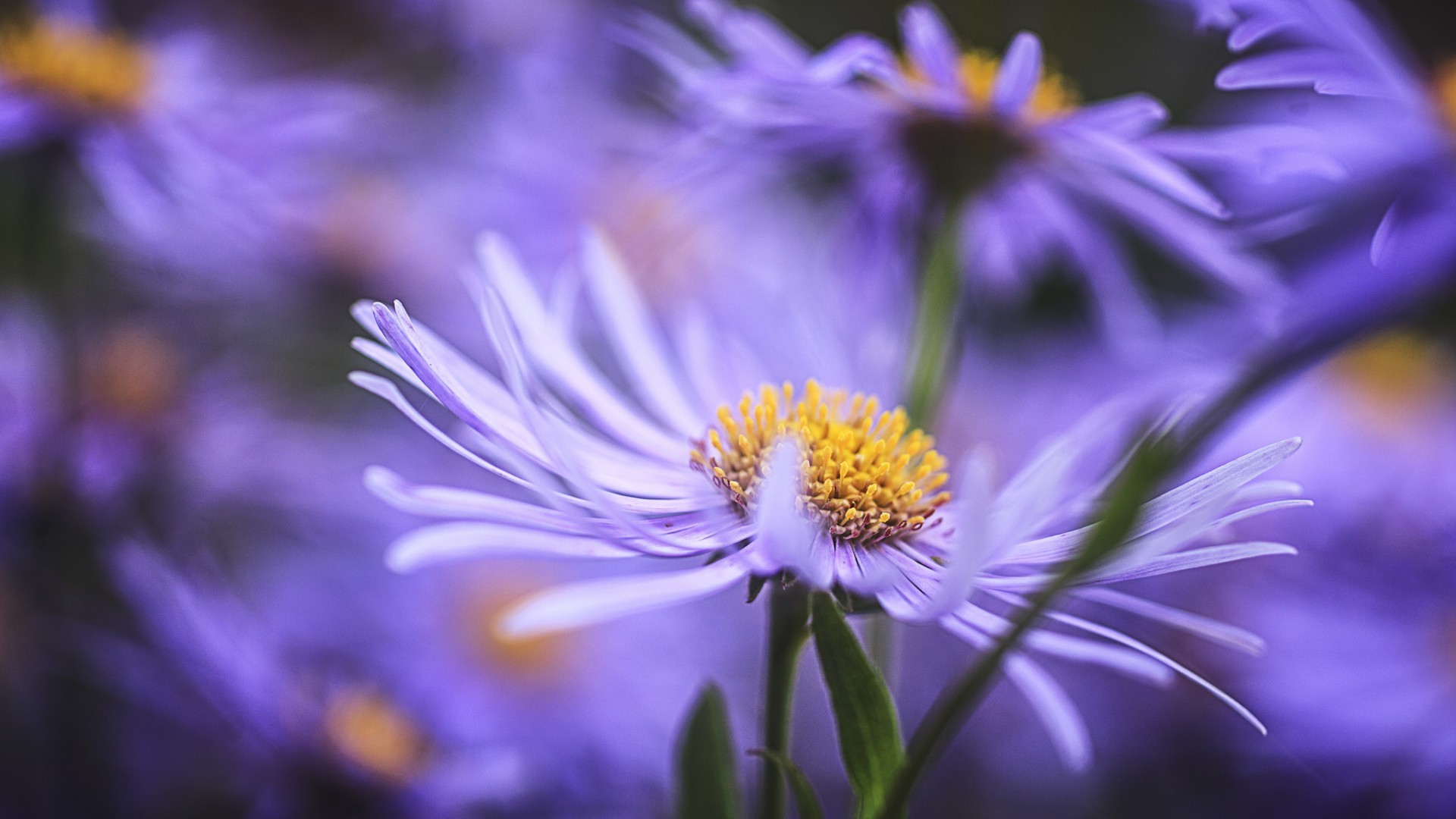 природа цветок флора лето сад цветочные лепесток яркий лист цвет блюминг крупным планом красивые на открытом воздухе нежный