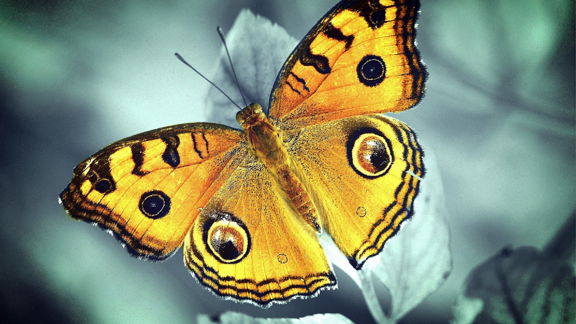 бабочка насекомое природа беспозвоночных дикой природы животное крыло монарх на открытом воздухе чешуекрылые мотылек цвет лето биология сад дикий летать красивые