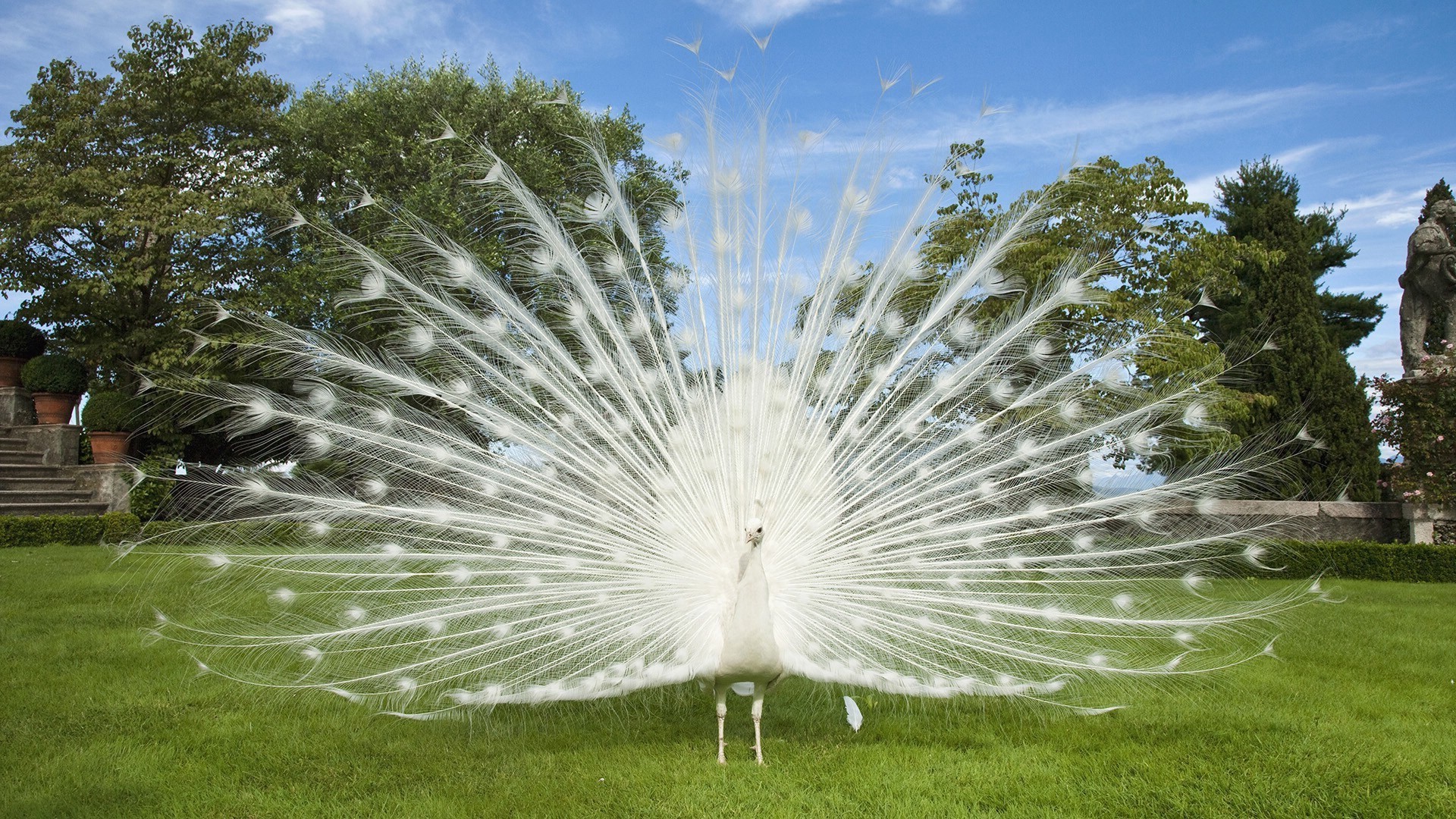 природа трава парк на открытом воздухе красивые лето сад яркий небо флора газон