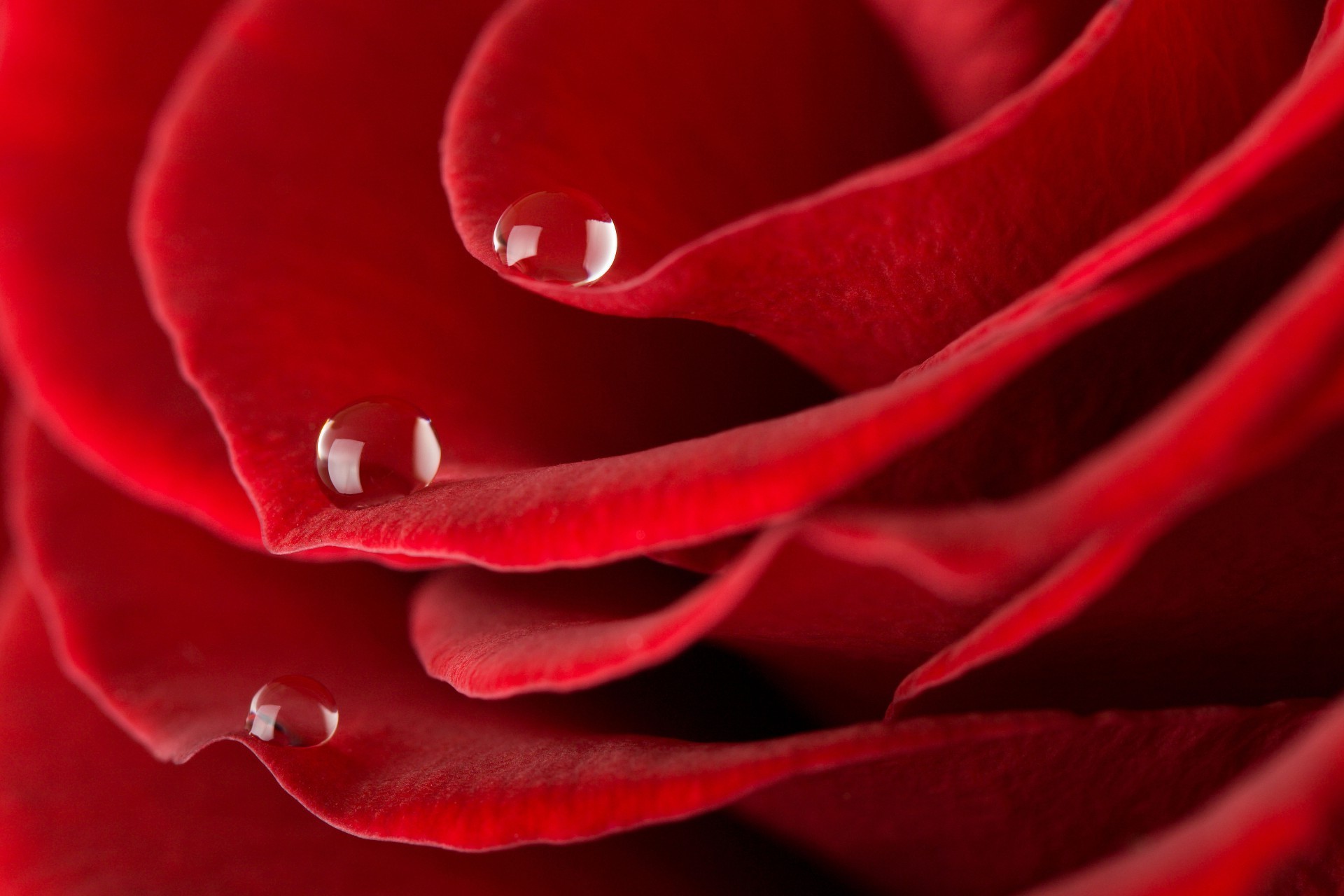 роза любовь романтика цветок лепесток романтический блюминг нежный юбилей ботанический природа флора подарок красивые сад цвет любовь росы цветочные