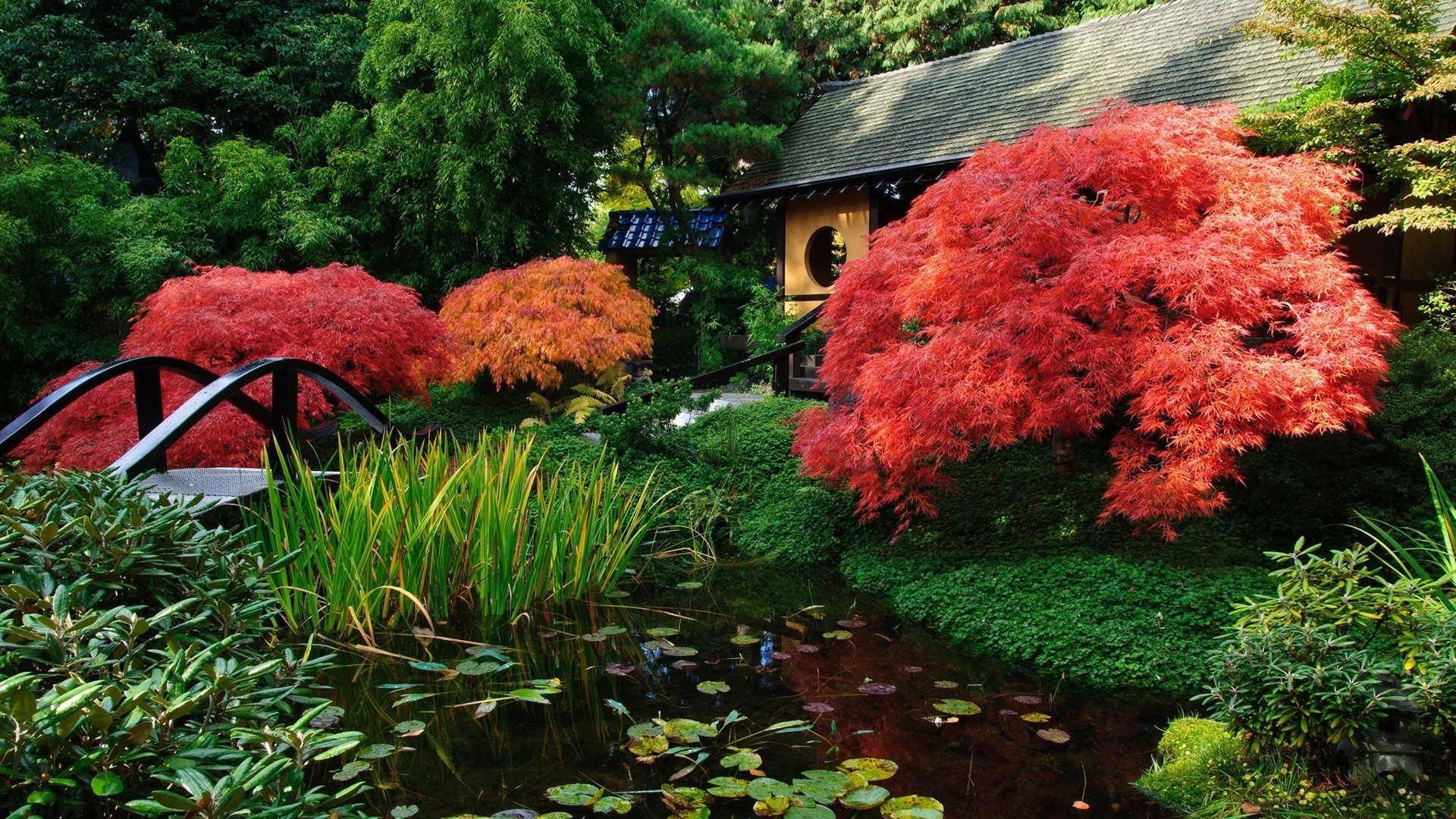 лист сад дерево осень парк древесины природа на открытом воздухе цветок пейзаж сезон