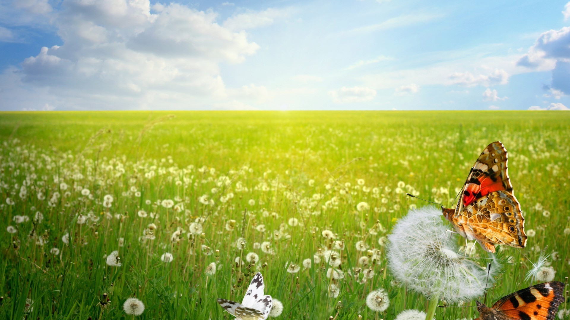 campos prados e vales grama feno campo verão natureza flor ao ar livre rural dente de leão flora paisagem ambiente bom tempo