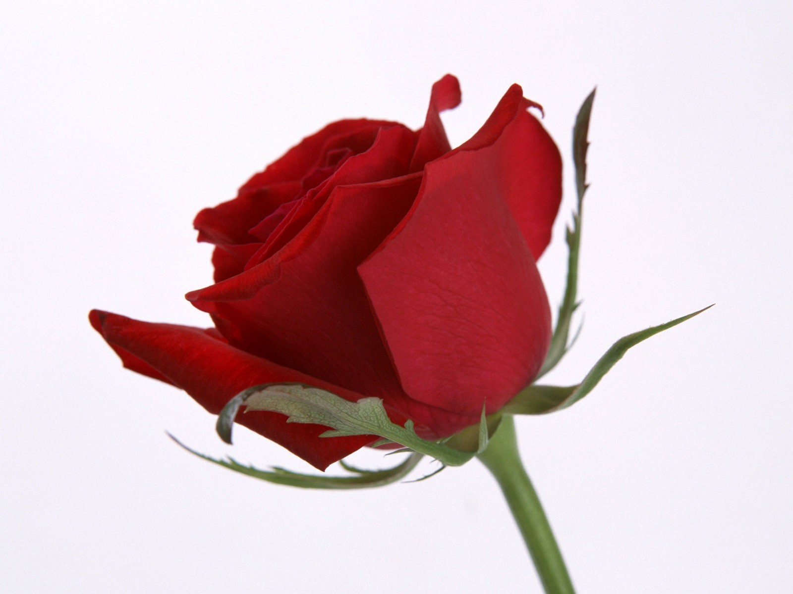 цветок роза любовь романтика природа цветочные свадьба подарок лепесток флора юбилей букет лист дружище романтический цвет лето блюминг день рождения