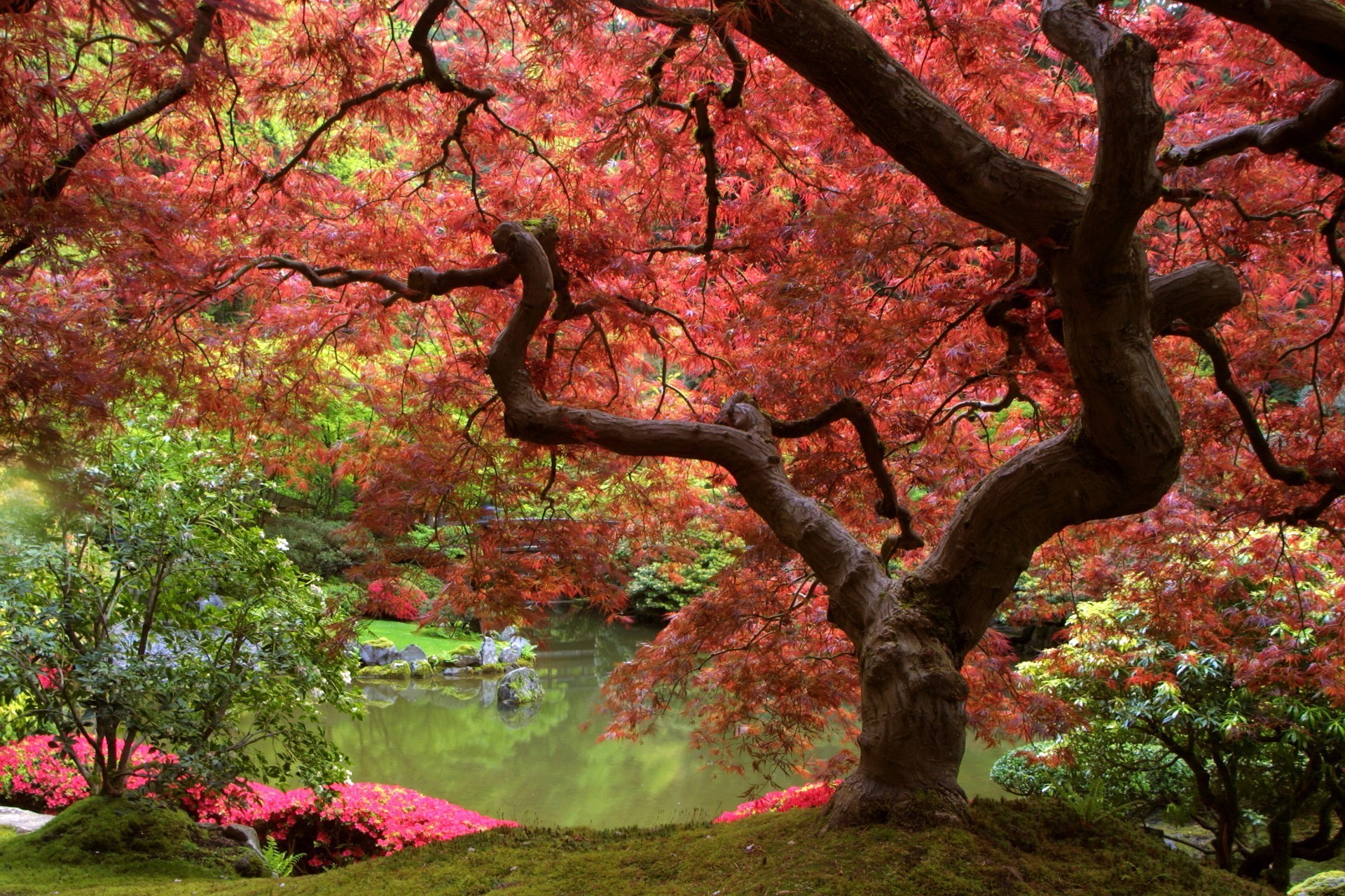 дерево лист осень парк кленовый филиал природа сезон пейзаж древесины сад на открытом воздухе цвет цветок флора среды живописный