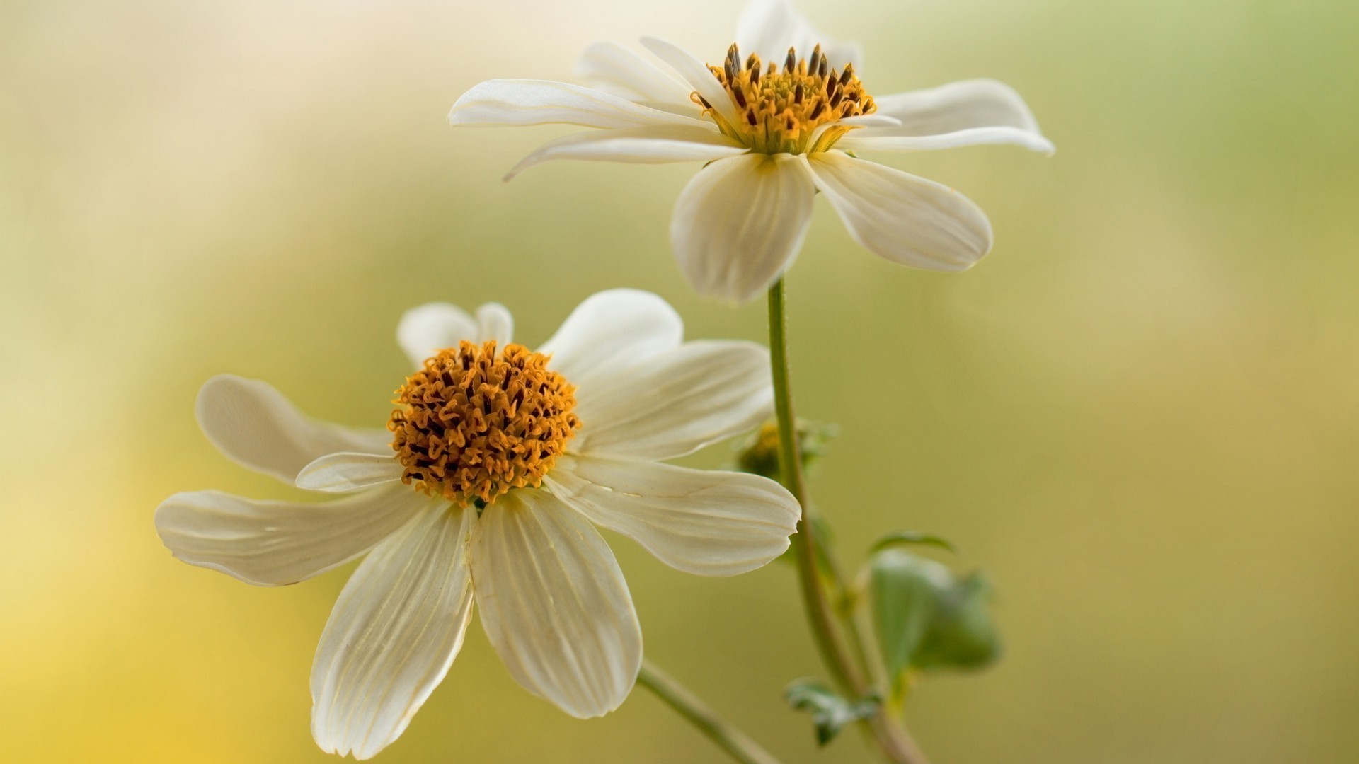 природа цветок флора лето лист сад цветочные рост яркий лепесток