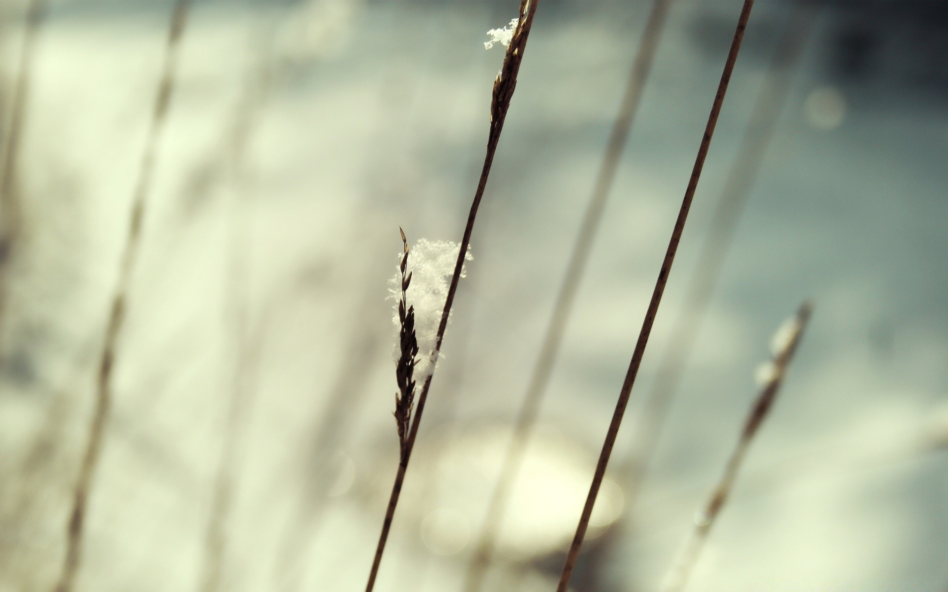 macro nature dawn close-up leaf flora outdoors desktop frost reed garden growth summer winter wood snow grass dew sky sun