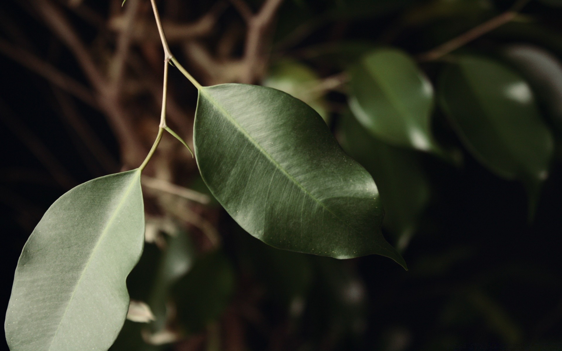 makro liść natura flora drzewo na zewnątrz deszcz wzrost ogród zbliżenie kolor oddział