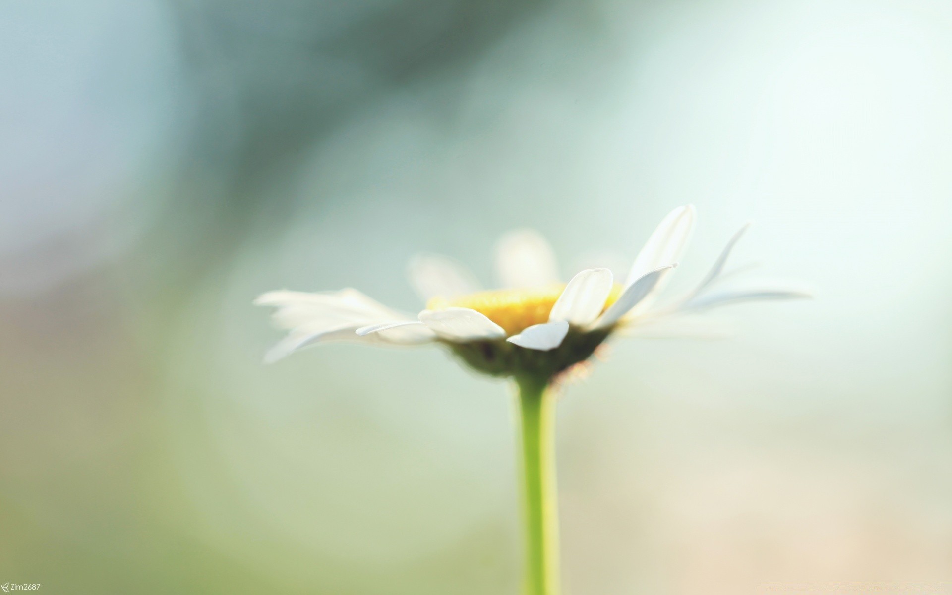 macro flower nature blur summer flora leaf garden growth dof