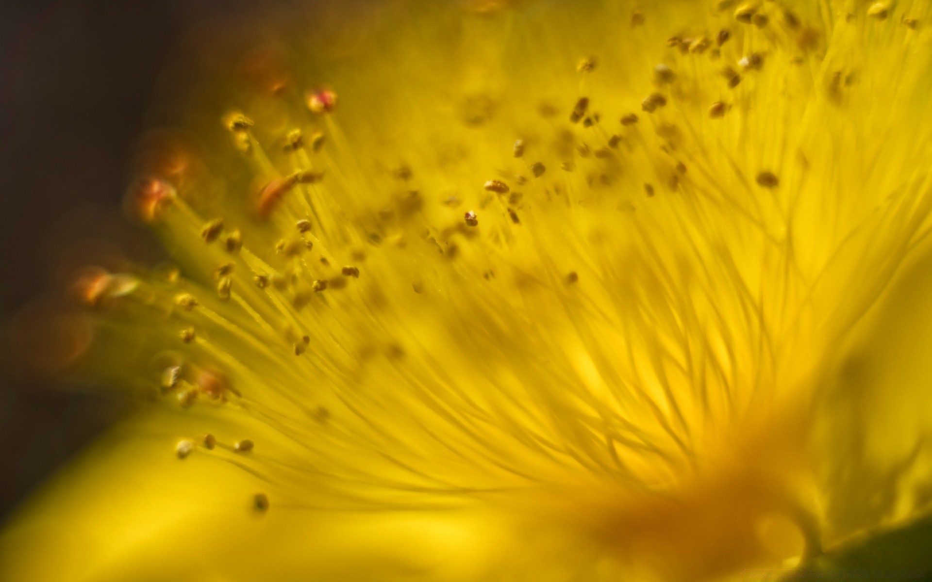 macro nature flower blur abstract color flora light desktop garden summer still life texture food pattern