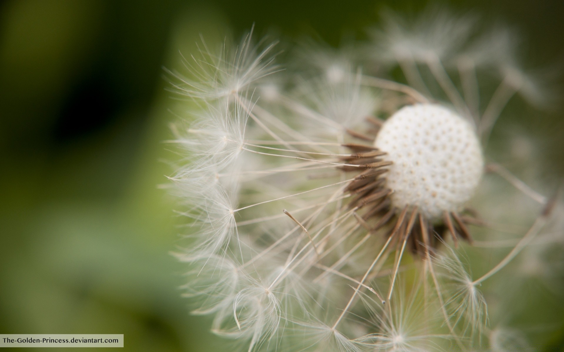 makroaufnahme natur löwenzahn sommer flora wachstum sanft flaumig im freien blume gras blatt schließen hell samen unkraut garten