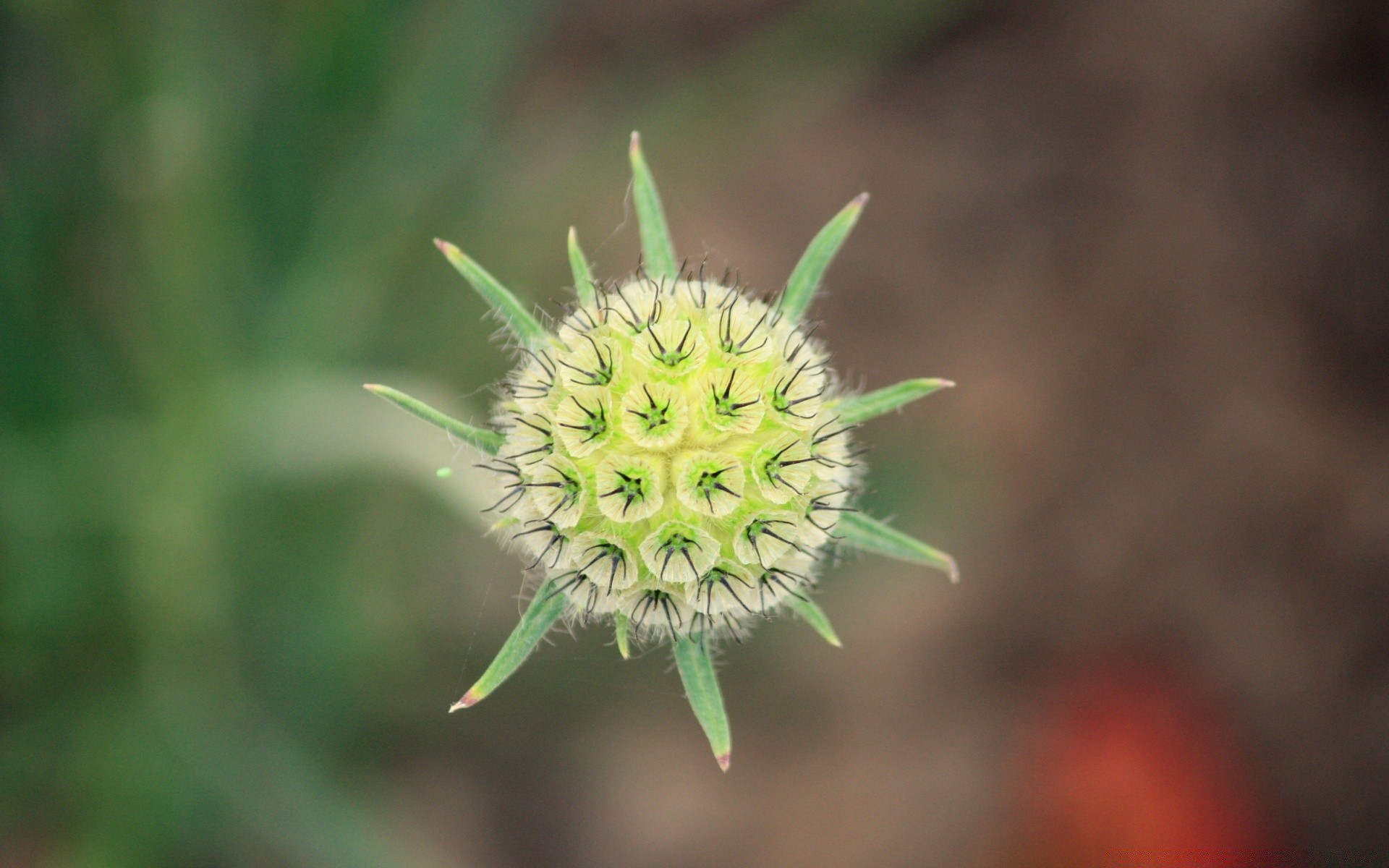 macro nature flora leaf flower close-up garden summer field spine