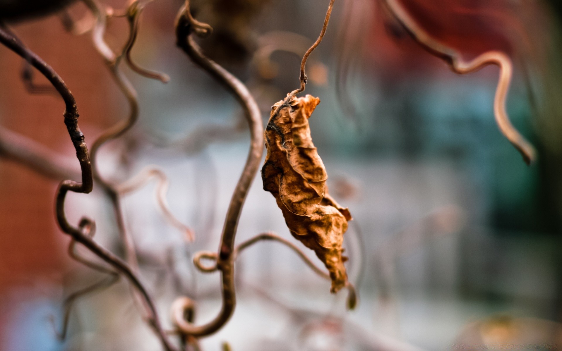 macro hiver automne nature flou