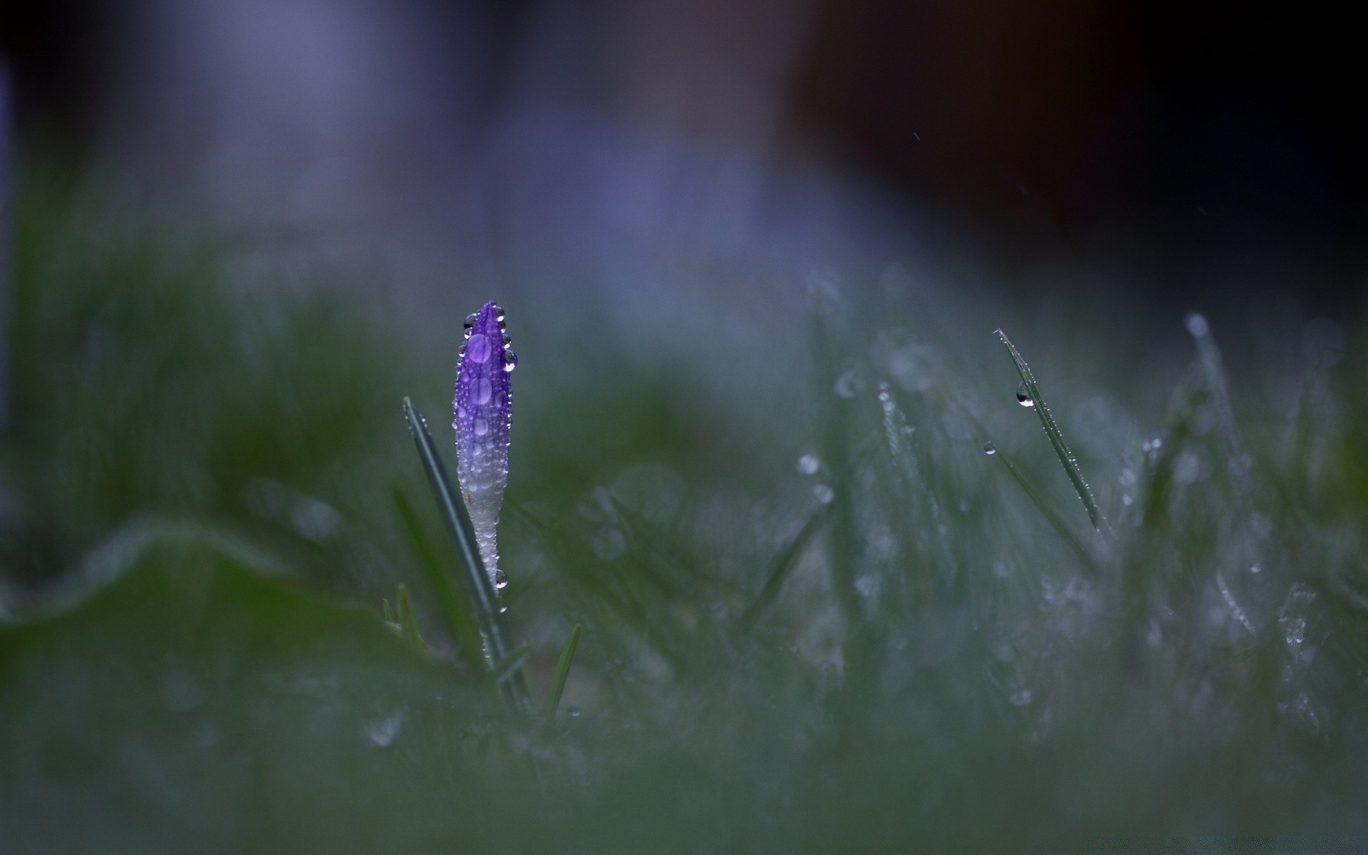 微距摄影 自然 秋天 雨 模糊 露水 水 花 户外 草 湿 叶 植物 花园 光 夏天 dof 黎明