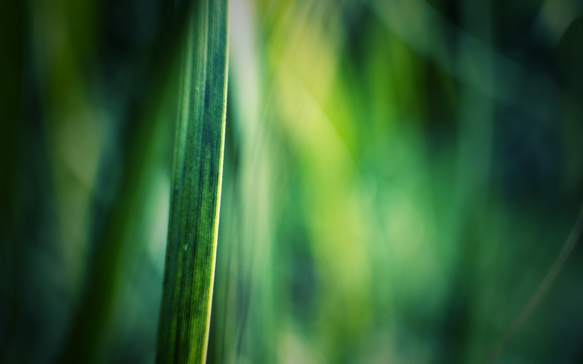 makro wachstum blatt flora unschärfe garten tau natur regen abstrakt herbst gras sommer üppig