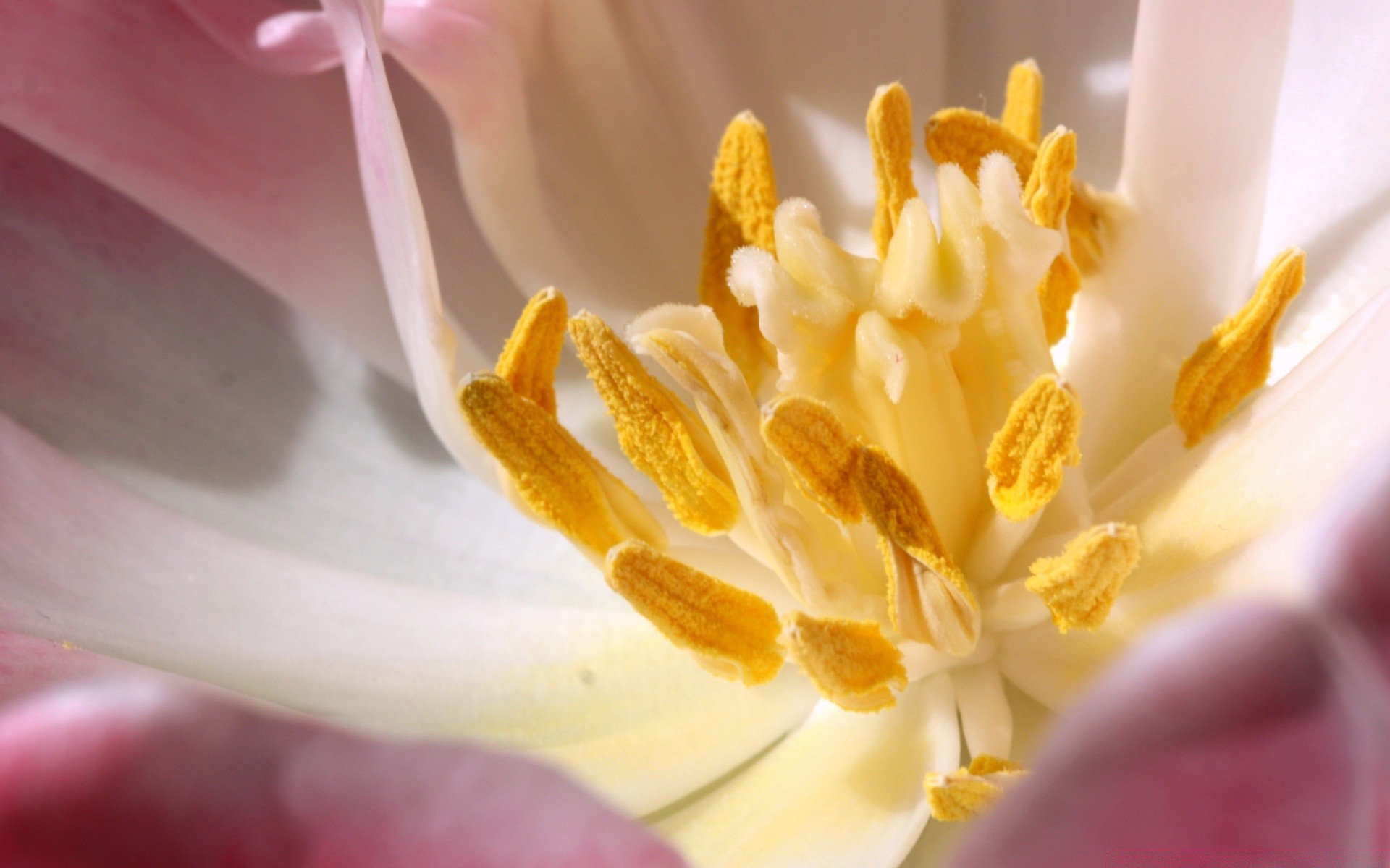 macro flower nature blur delicate flora petal garden summer still life close-up color blooming beautiful floral leaf bright