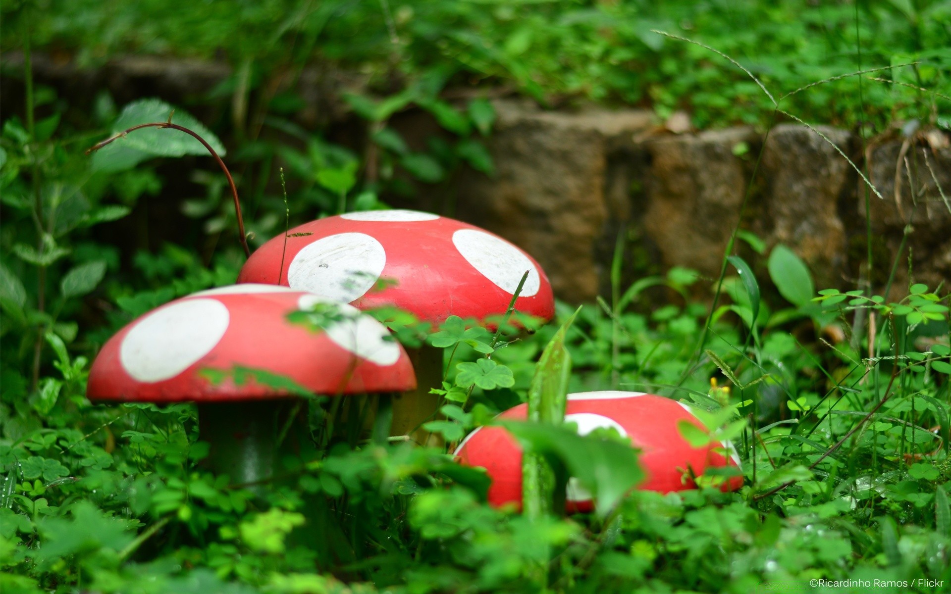 makro natura liść trawa ogród lato flora na zewnątrz kolor park jedzenie zbliżenie piękne drewno pulpit kwiat