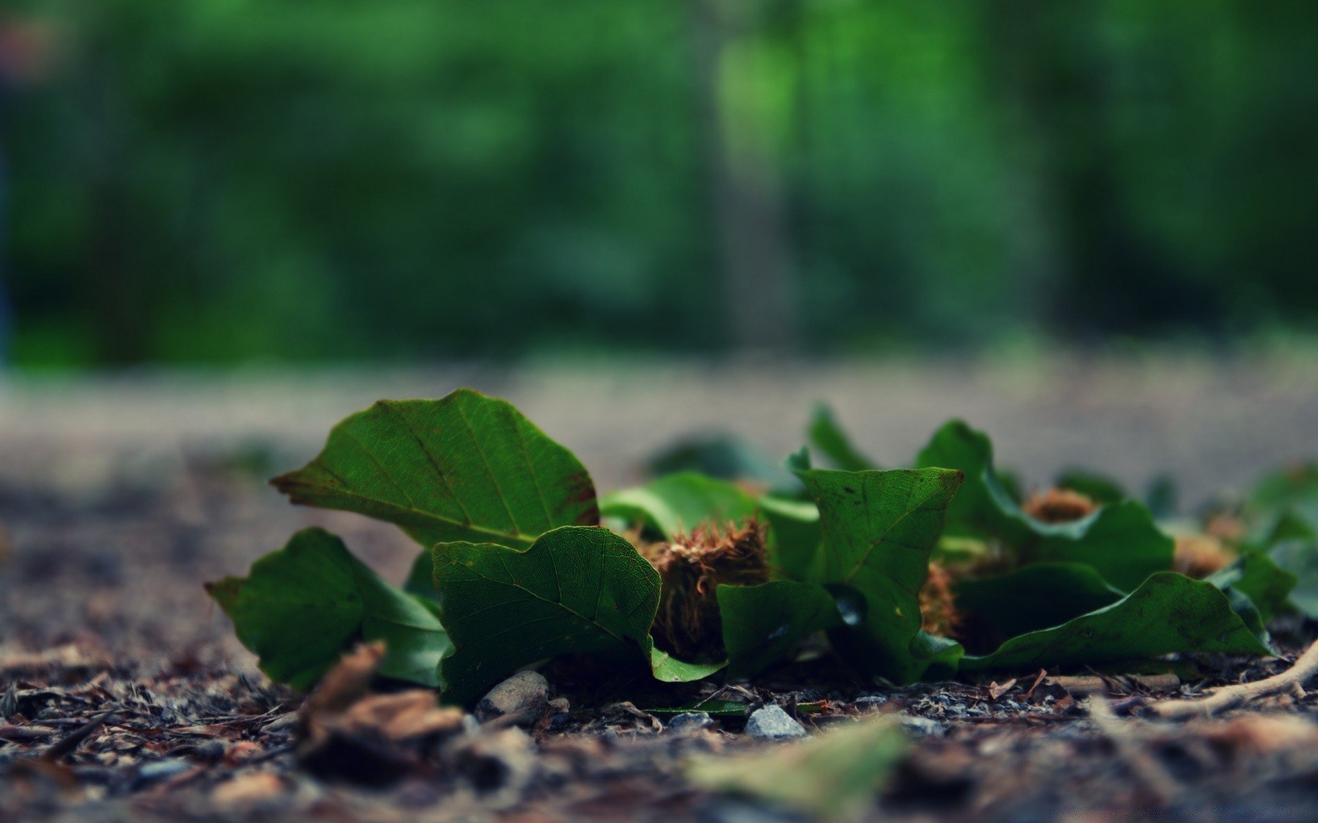 macro leaf flora soil nature ground outdoors garden close-up food environment sprout ball-shaped agriculture wood growth flower tree