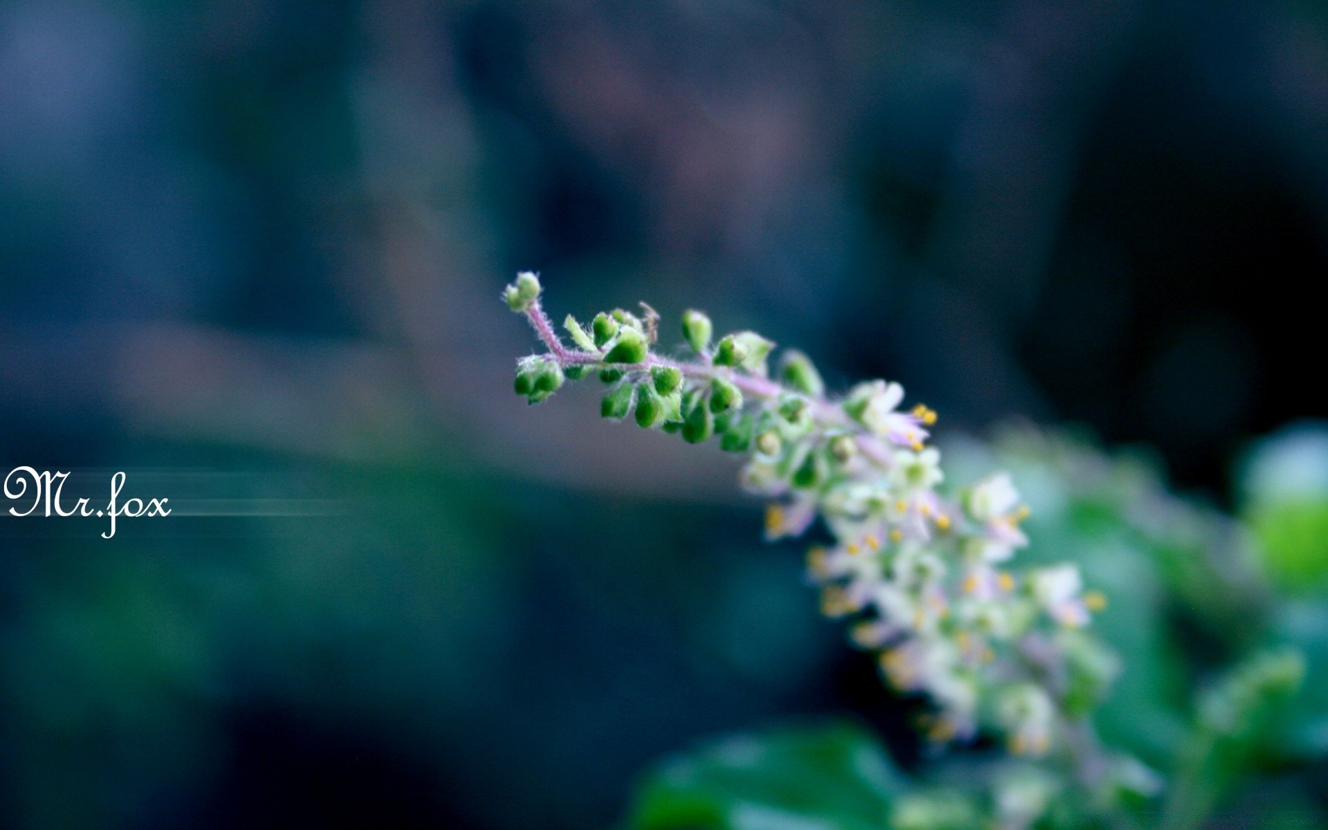 macro leaf outdoors flower nature flora growth blur summer fair weather freshness