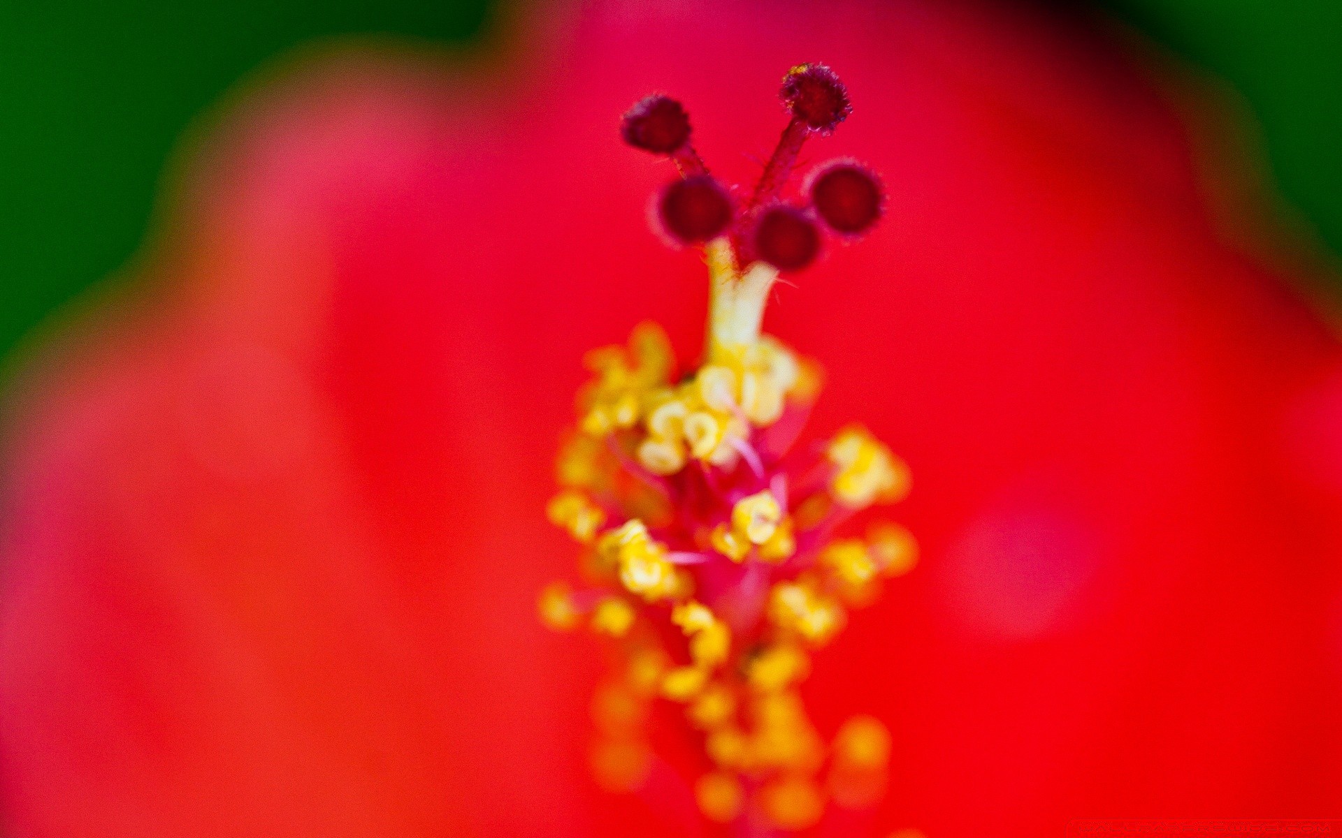 macro flower blur nature delicate bright summer flora still life color garden leaf