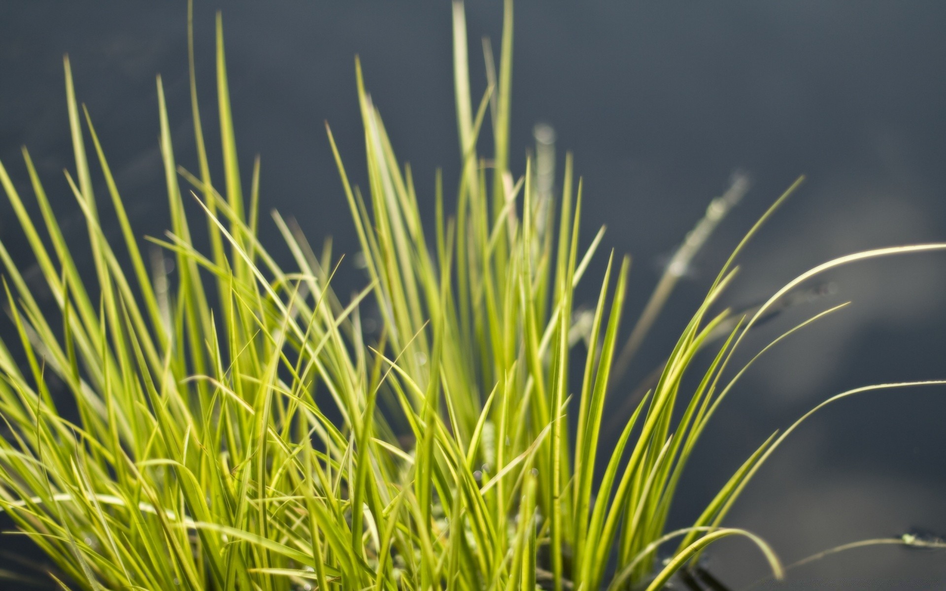 makro trawa flora wzrost liść na zewnątrz natura trawnik środowisko lato ogród bujne