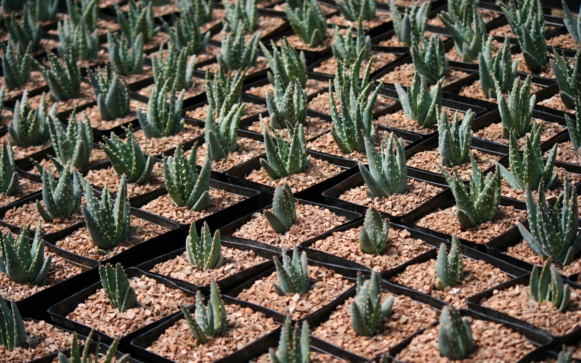 macro cactus spina dorsale natura succulente sharp flora spinoso spike desktop close-up foglia medicina vaso cibo ago giardino modello albero secco