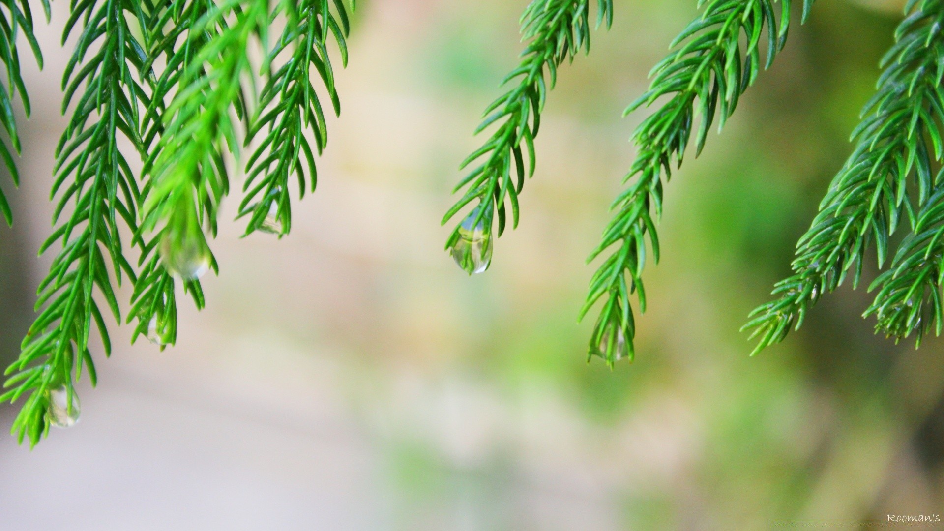 微距摄影 自然 叶 植物群 模糊 分支 夏季 户外 生长