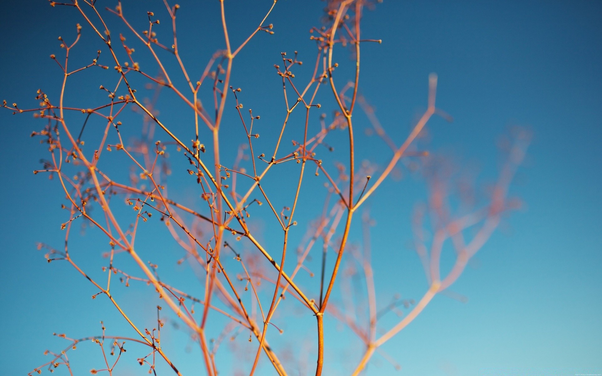 macro tree abstract desktop leaf branch fall nature winter sky flora flower color