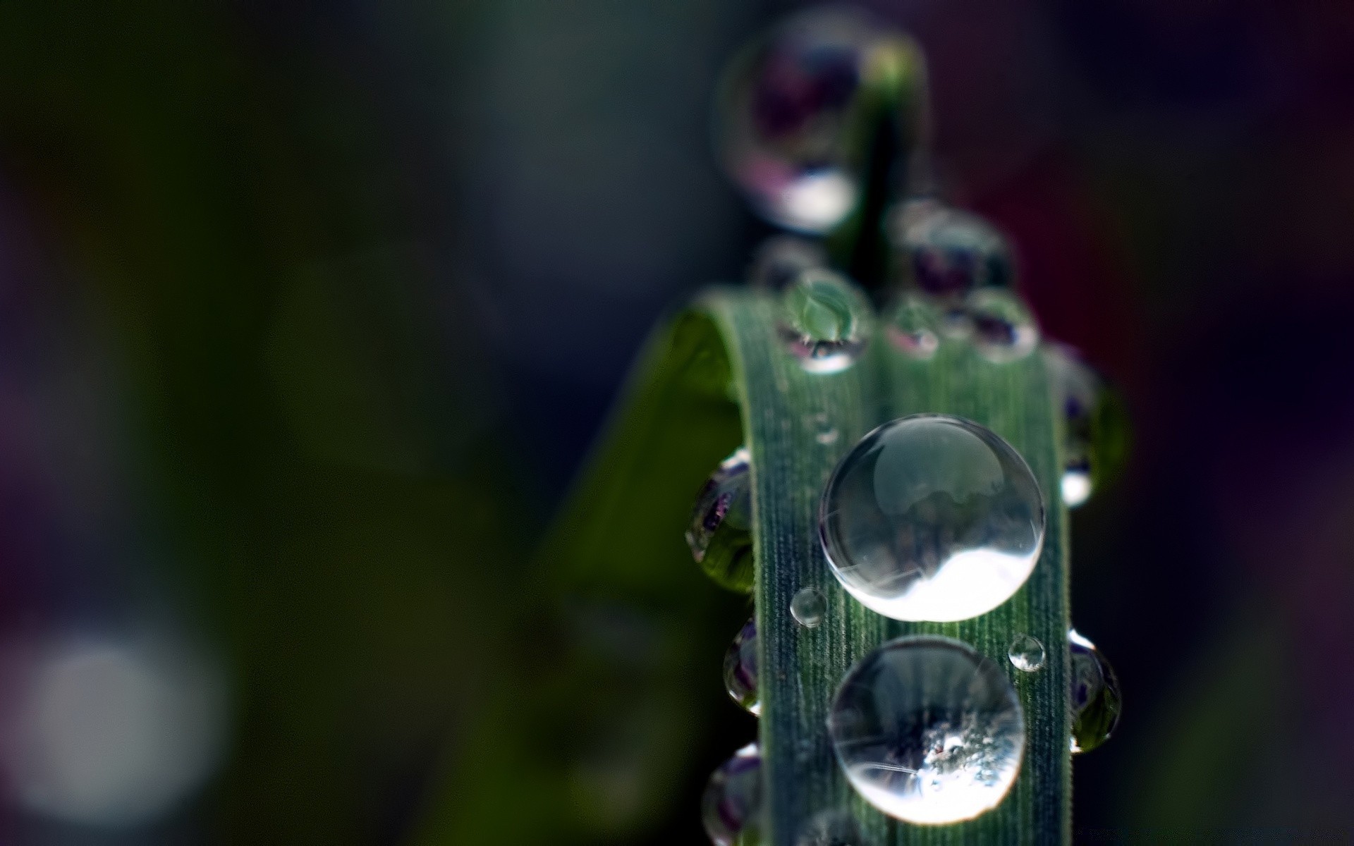 macro lluvia caída agua rocío resplandor desenfoque naturaleza hoja luz